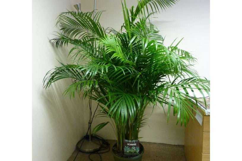 1522115573702910.jpg 除濕植物棕櫚.jpg