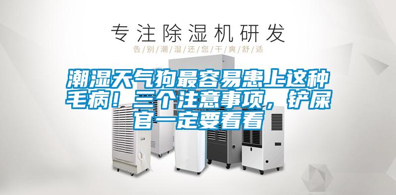 潮濕天氣狗最容易患上這種毛病！三個注意事項，鏟屎官一定要看看