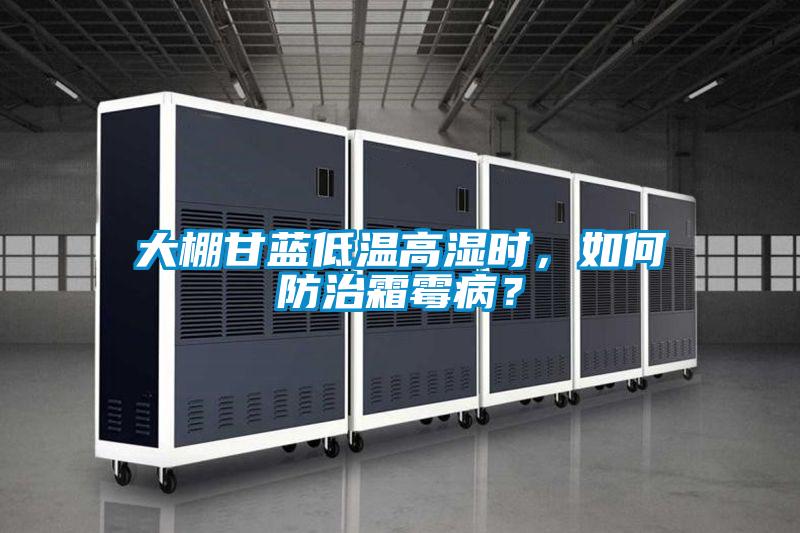 大棚甘藍低溫高濕時,如何防治霜霉病?